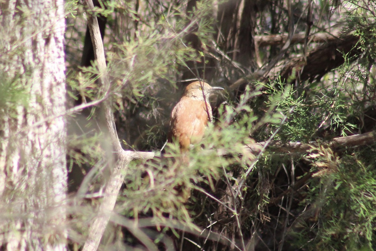 Brown Thrasher - ML617041976