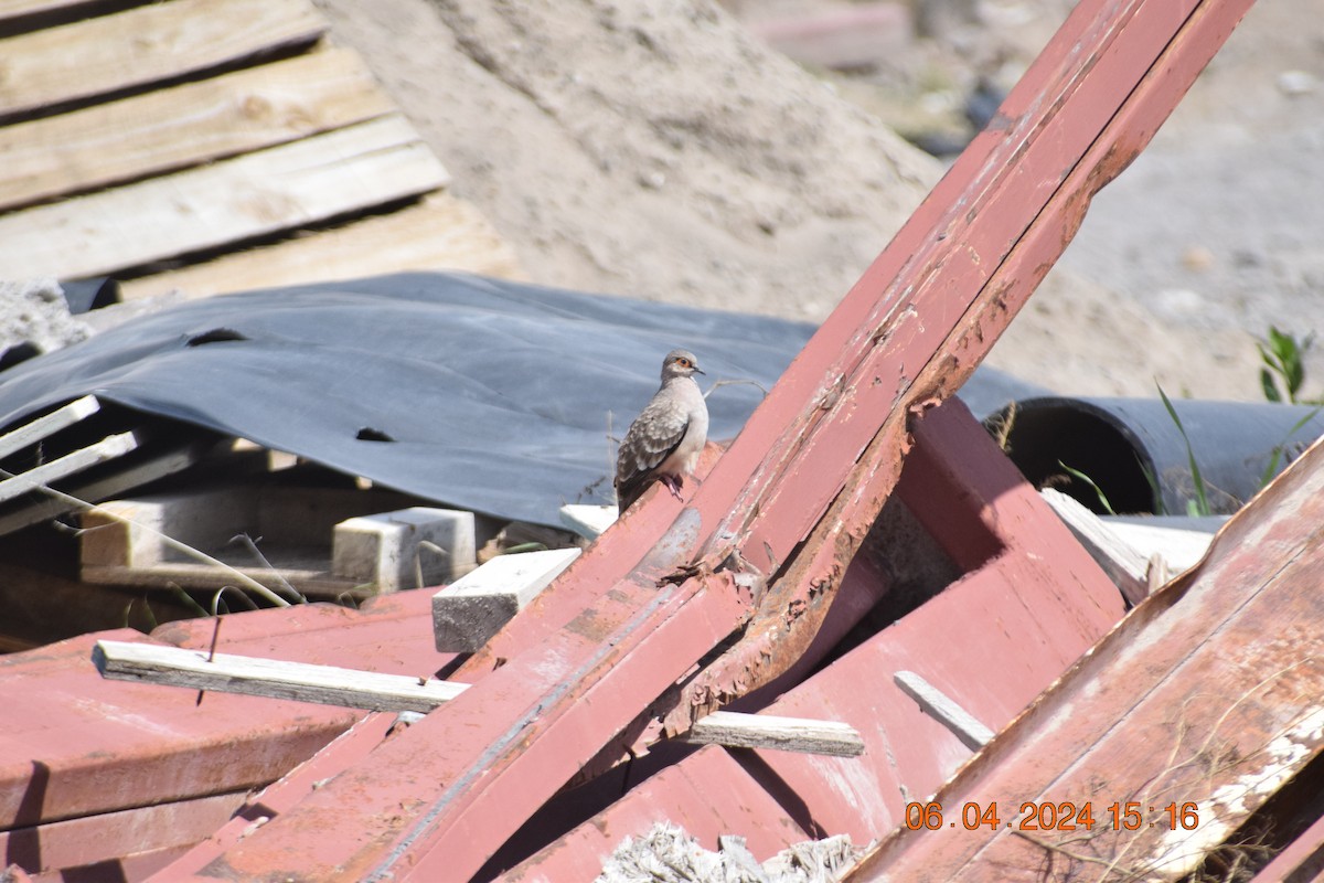 Bare-faced Ground Dove - ML617041979