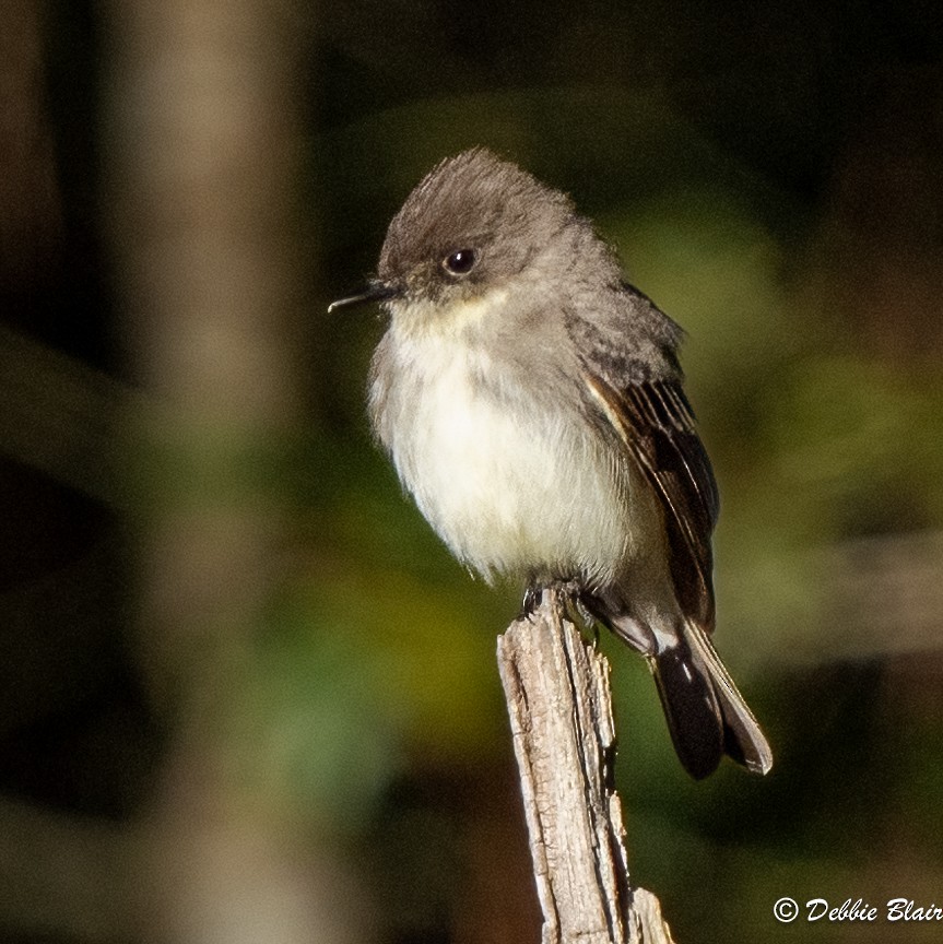 Eastern Phoebe - ML617042018