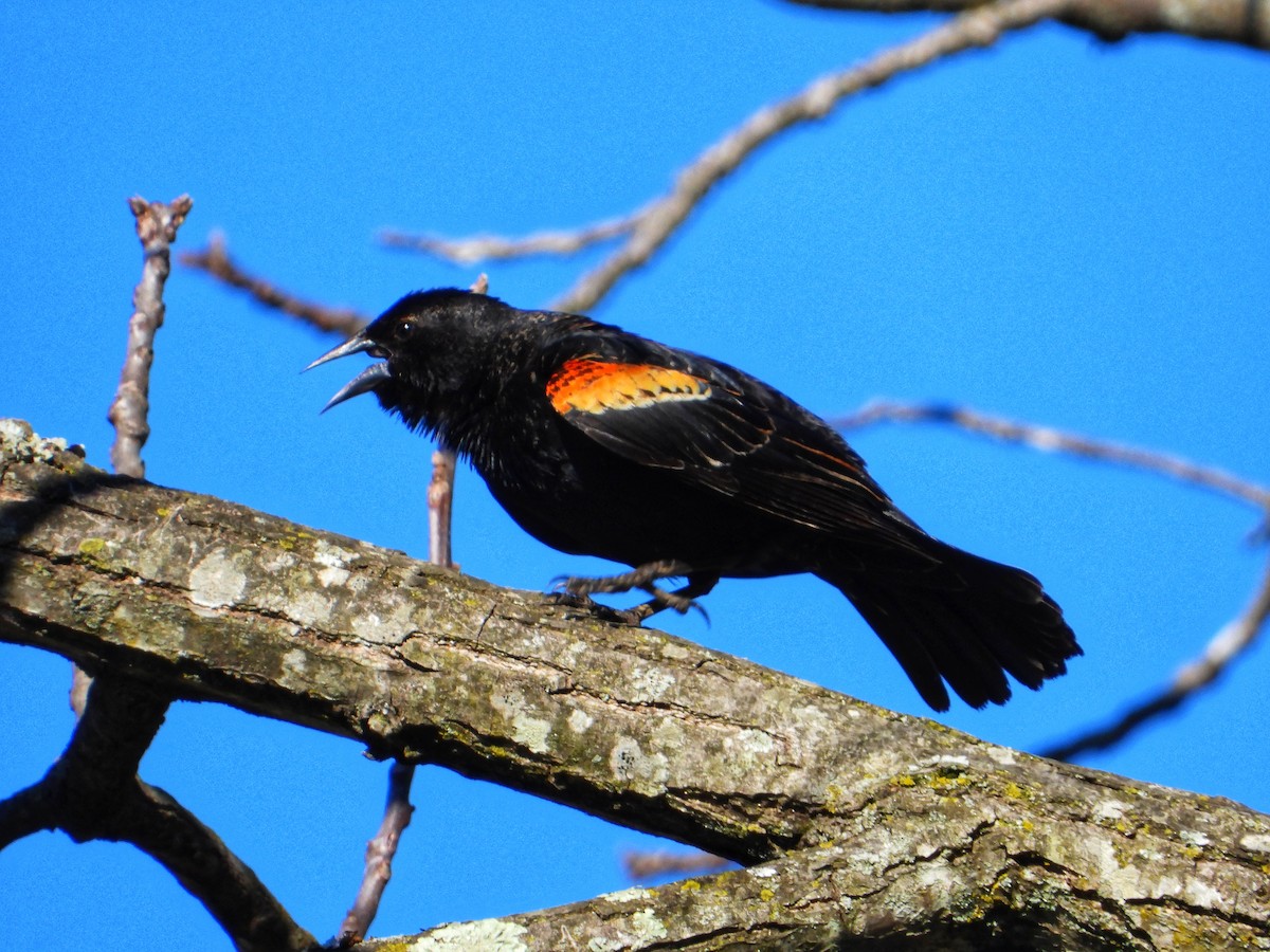 Red-winged Blackbird - Roger Medina
