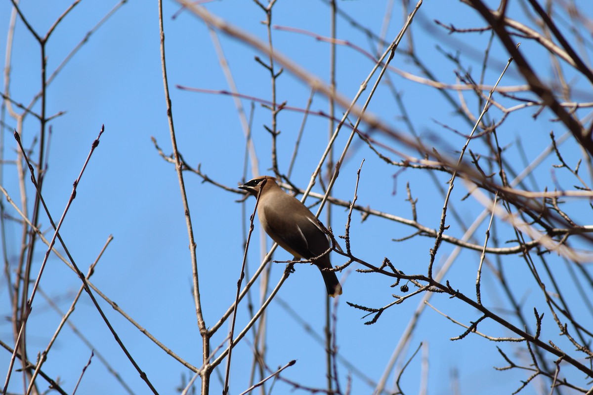 Cedar Waxwing - ML617042058