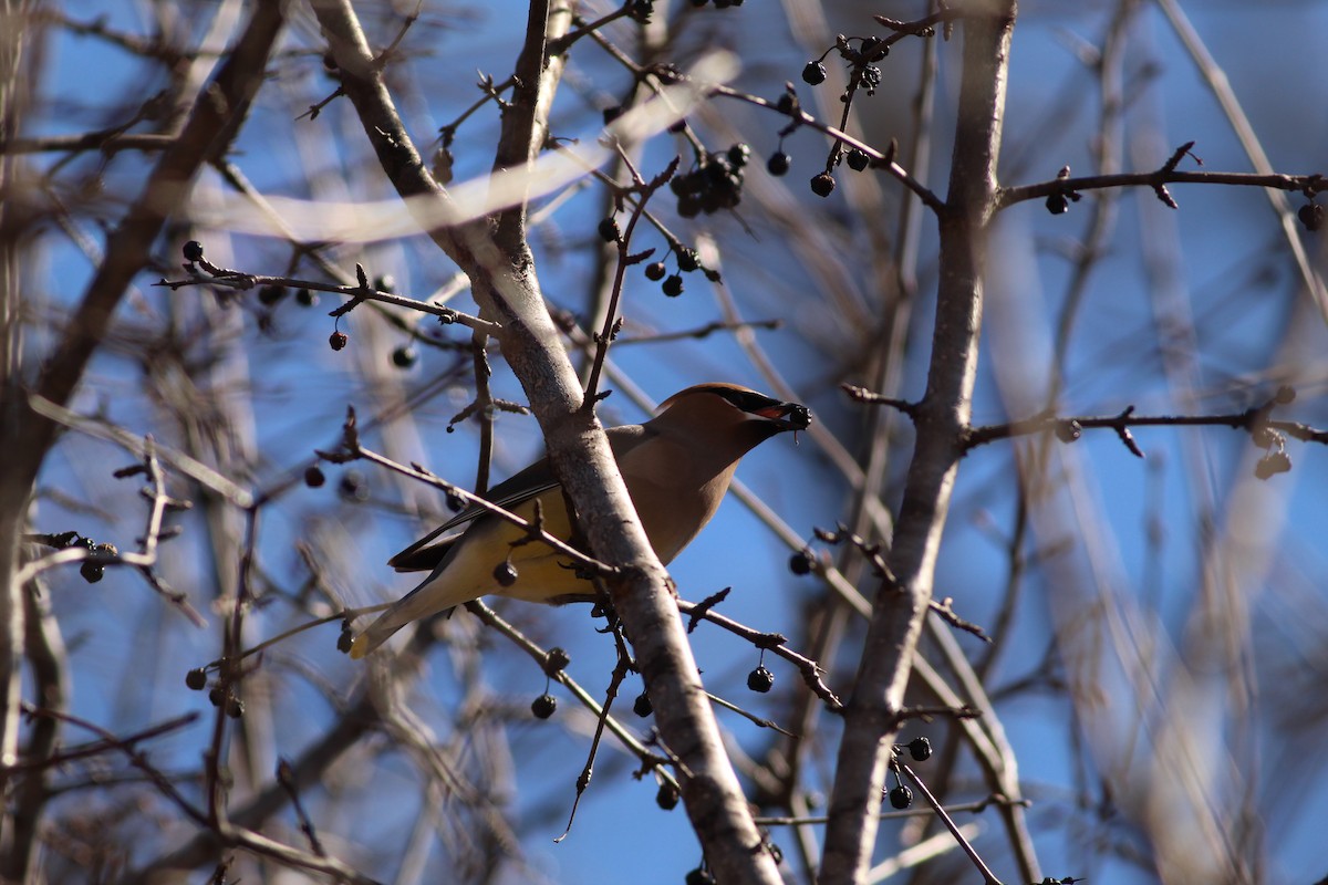 Cedar Waxwing - ML617042060