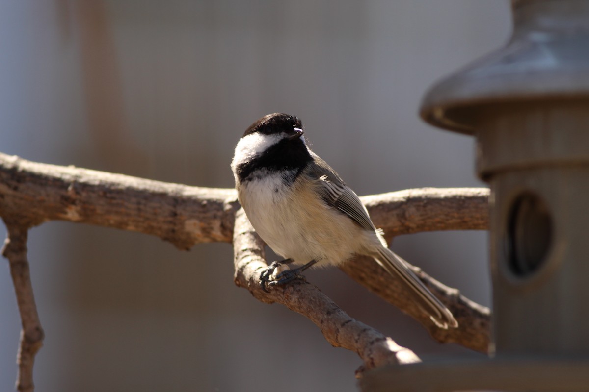 Mésange à tête noire - ML617042108