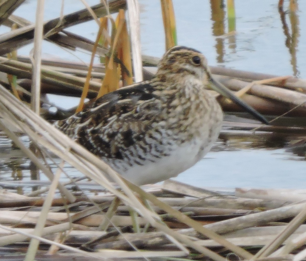 Wilson's Snipe - Michael Clay