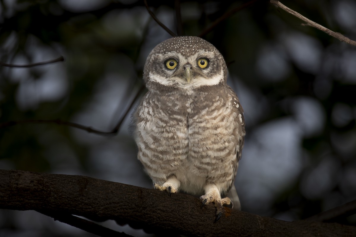 Spotted Owlet - ML617042170