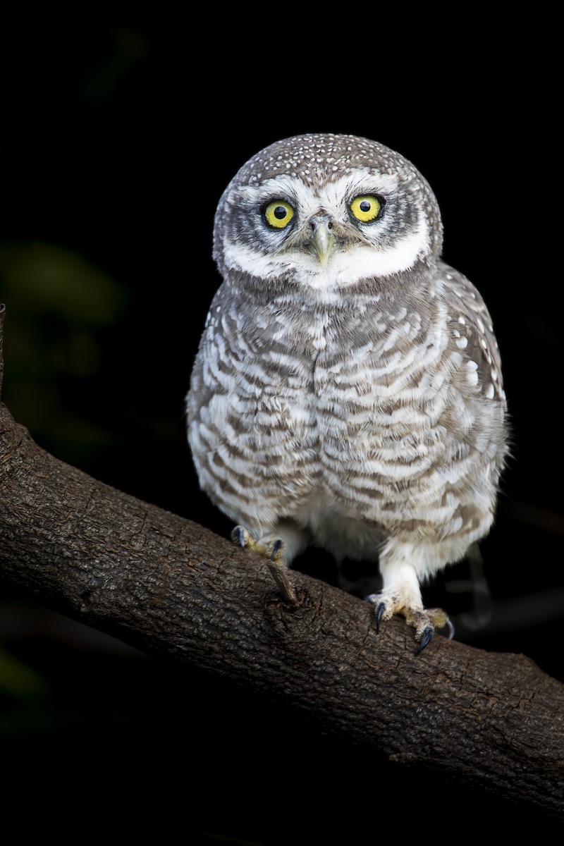 Spotted Owlet - ML617042171