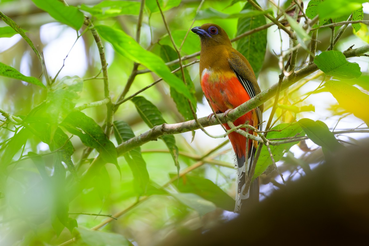 Trogon à tête rouge - ML617042192