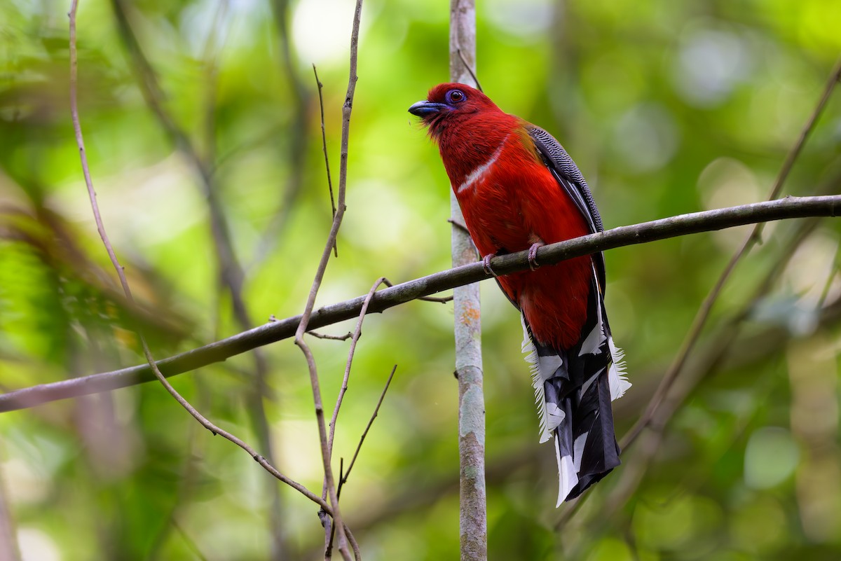 Kırmızı Başlı Trogon - ML617042217