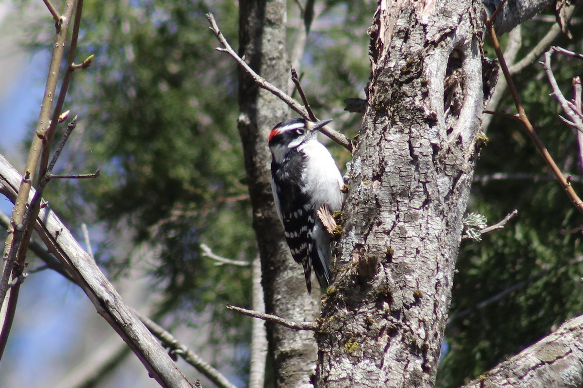 Downy Woodpecker - ML617042236