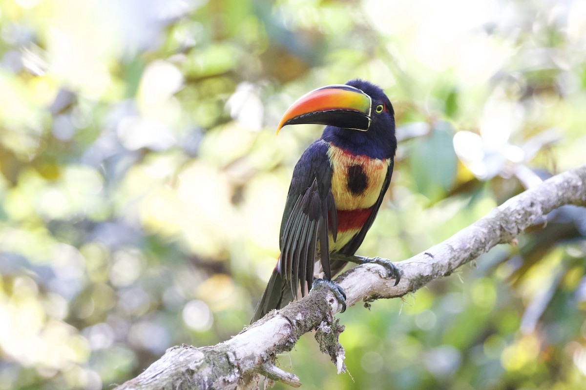 Fiery-billed Aracari - Krista Oswald