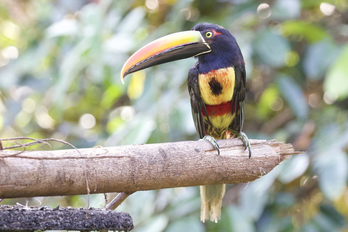 Fiery-billed Aracari - Krista Oswald