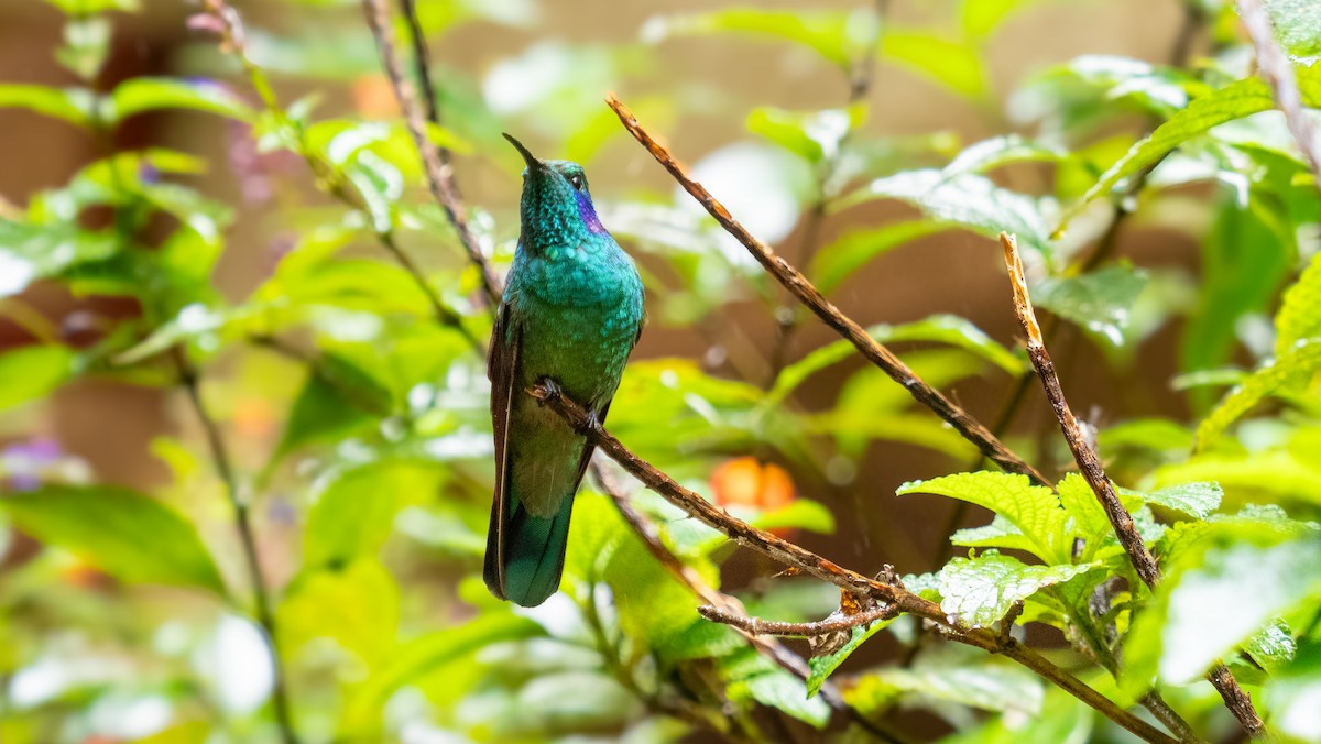 kolibřík modrouchý - ML617042264