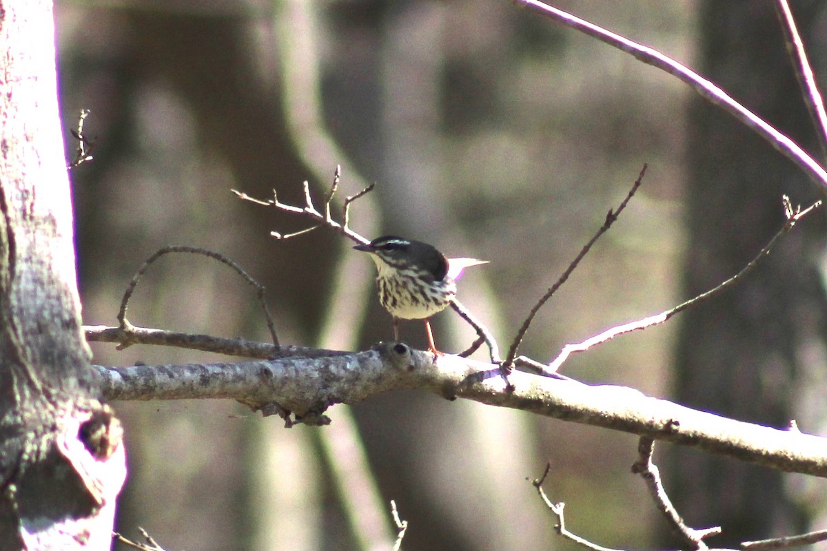 Louisiana Waterthrush - ML617042273