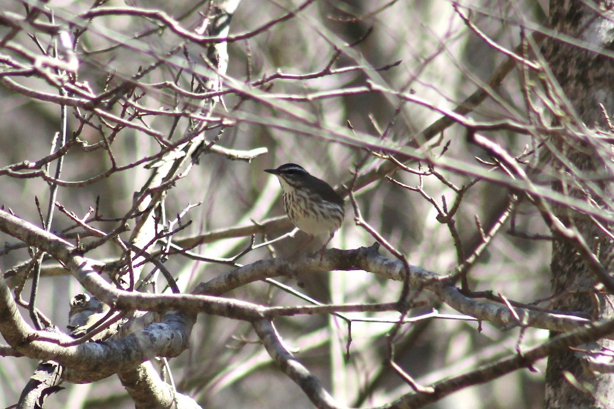 Louisiana Waterthrush - ML617042274