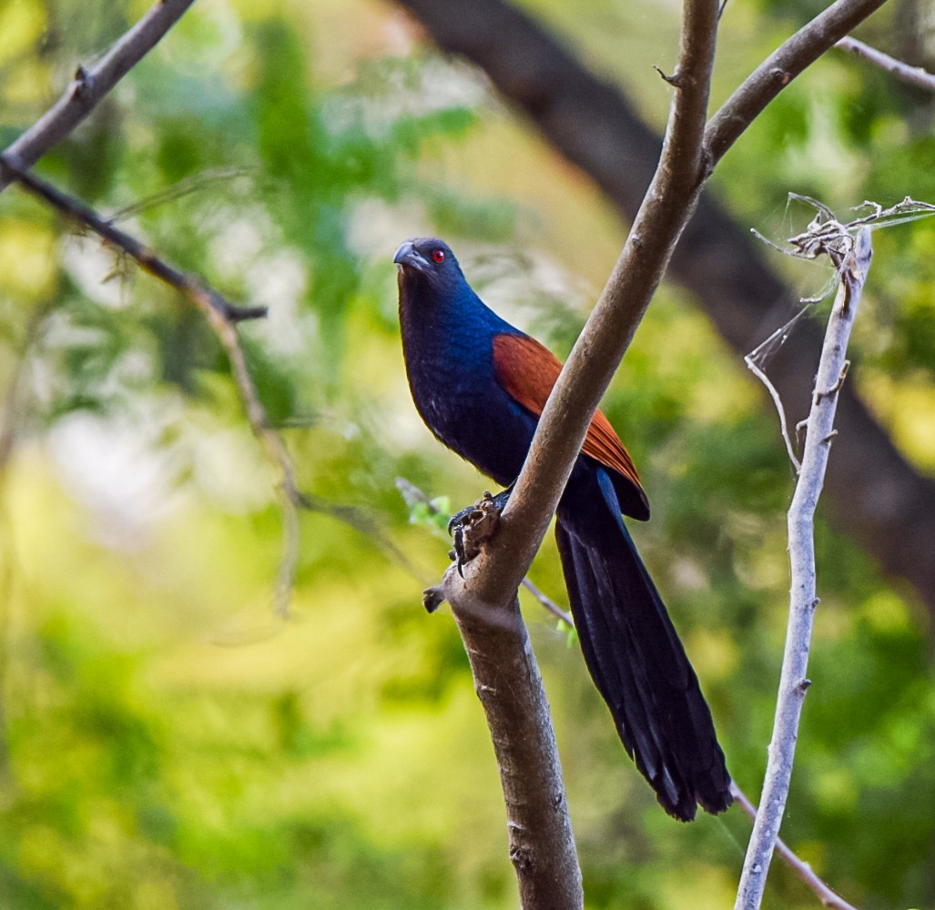 Greater Coucal - Sanjana Kajawe