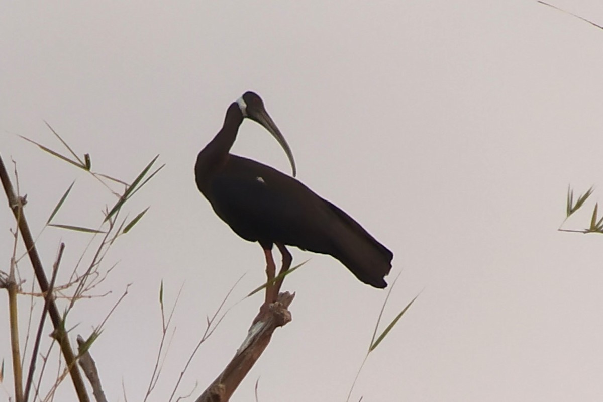 ibis běloramenný - ML617042325
