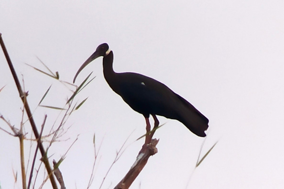 blånakkeibis - ML617042326