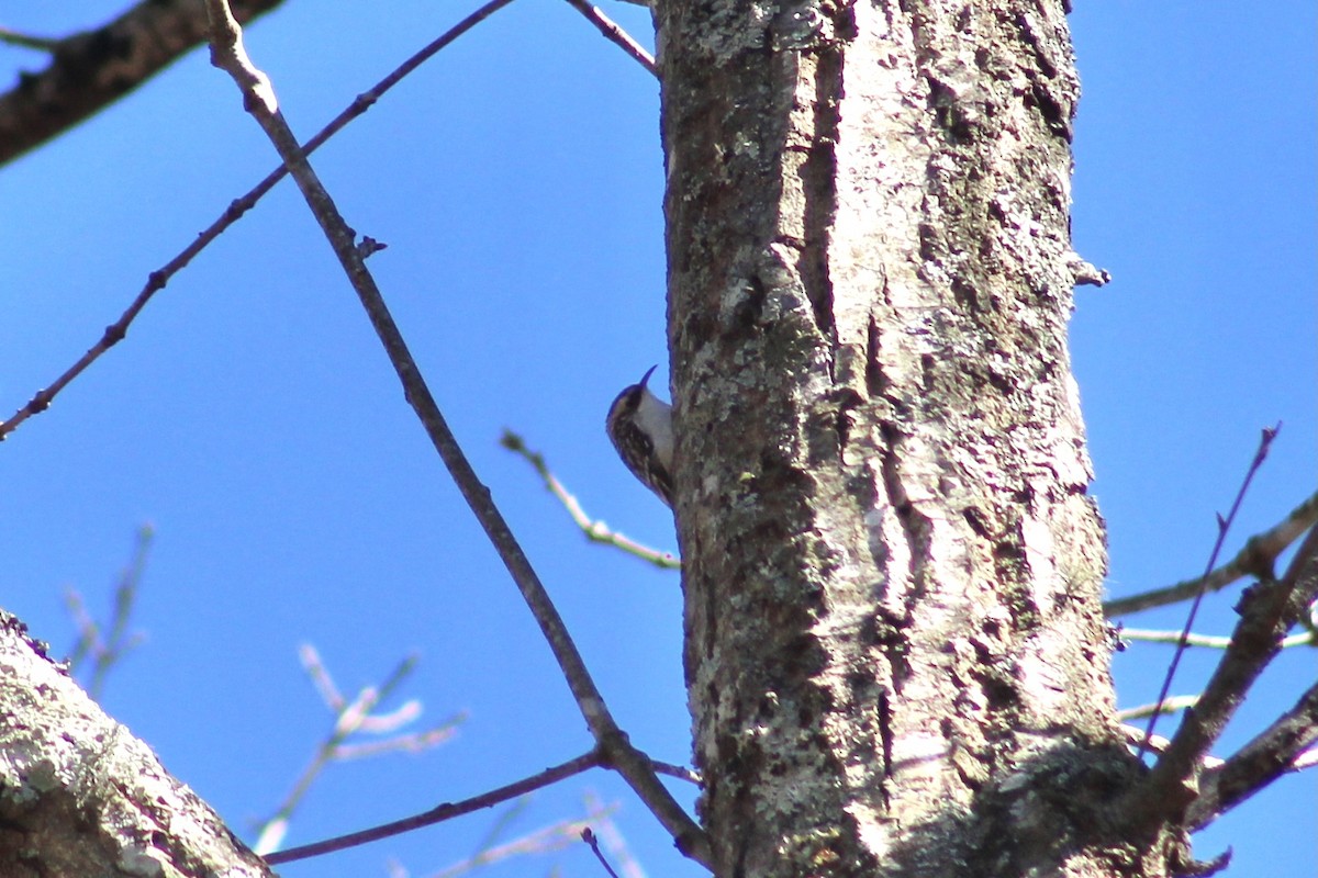 Brown Creeper - ML617042338