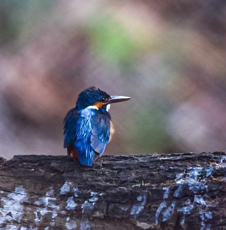 Common Kingfisher - Sanjana Kajawe