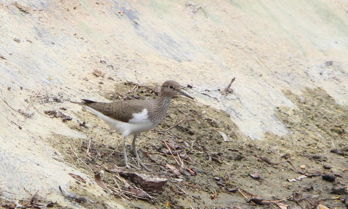 Common Sandpiper - ML617042428