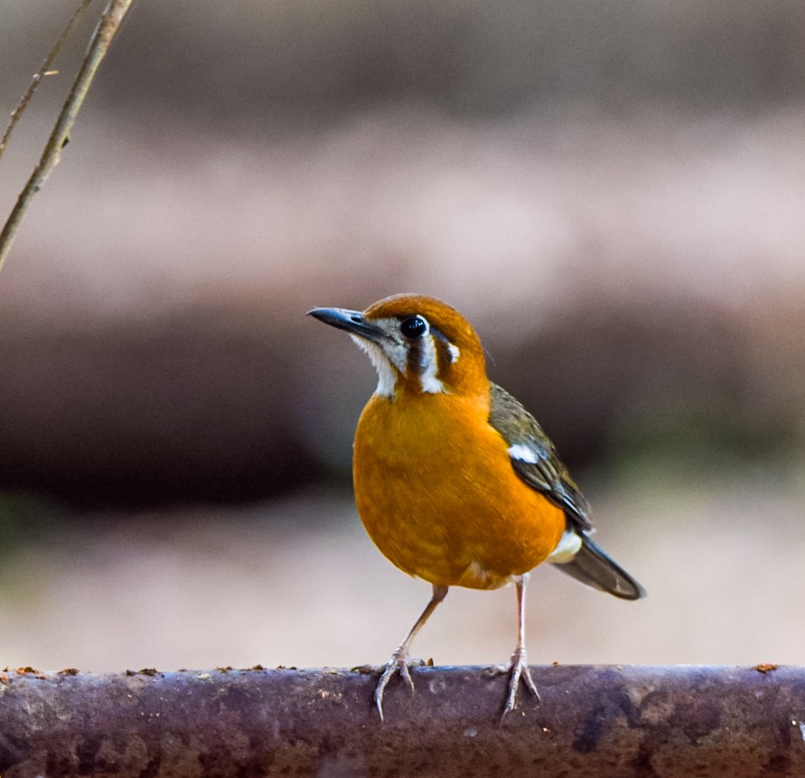 Orange-headed Thrush - ML617042441