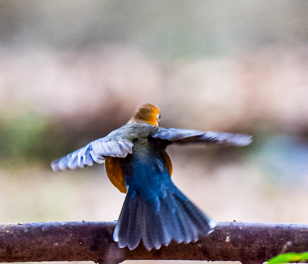 Orange-headed Thrush - Sanjana Kajawe