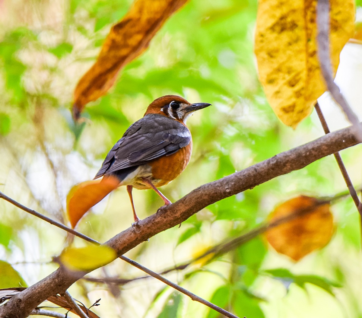 Orange-headed Thrush - Sanjana Kajawe