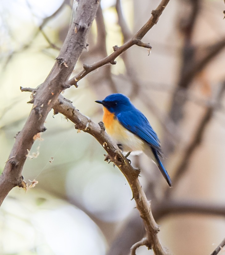Tickell's Blue Flycatcher - Sanjana Kajawe