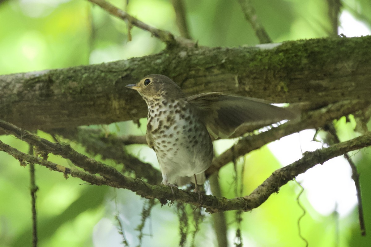 Swainson's Thrush - Krista Oswald