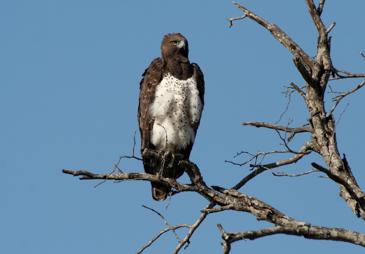 Martial Eagle - ML617042498