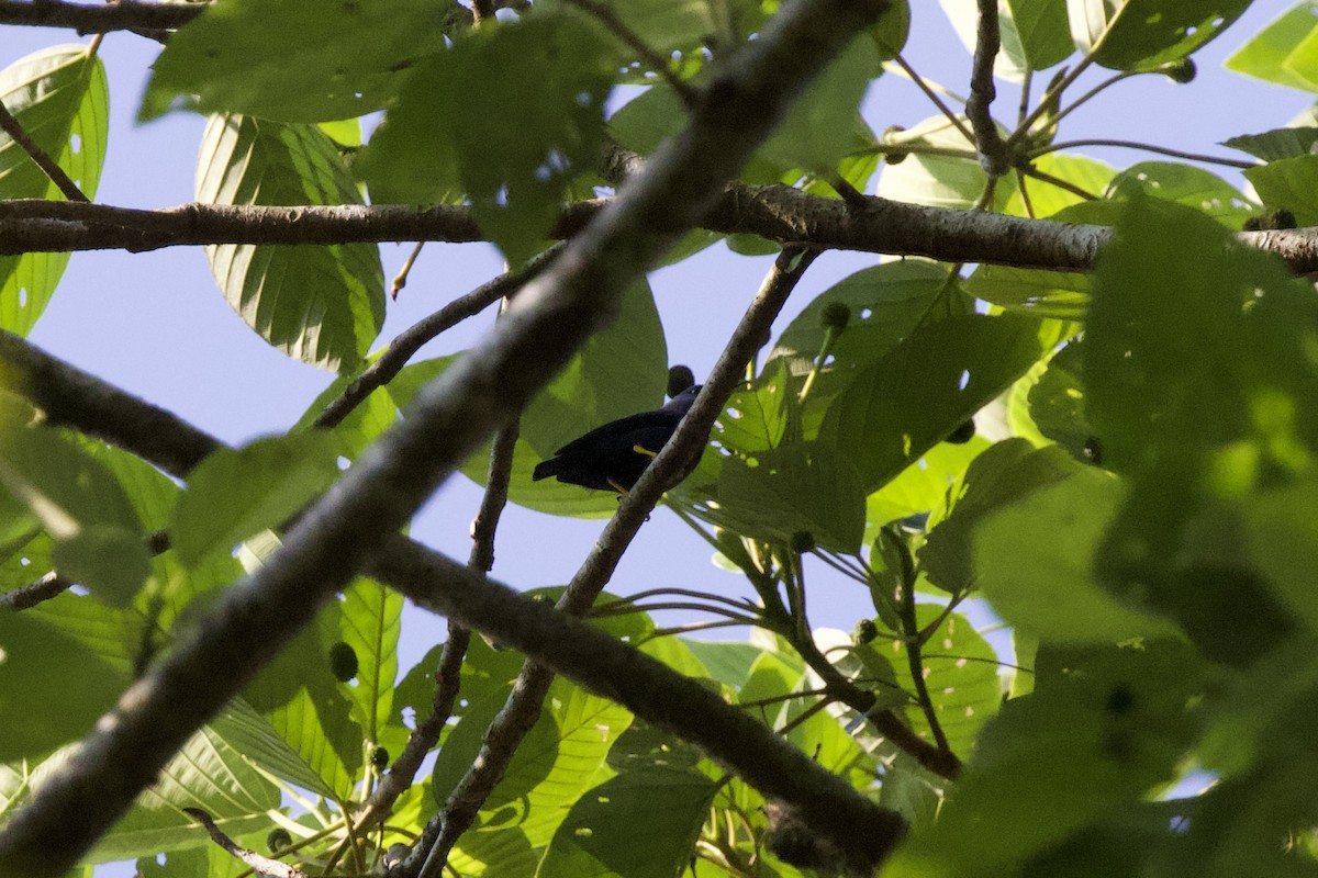 Shining Honeycreeper - Krista Oswald