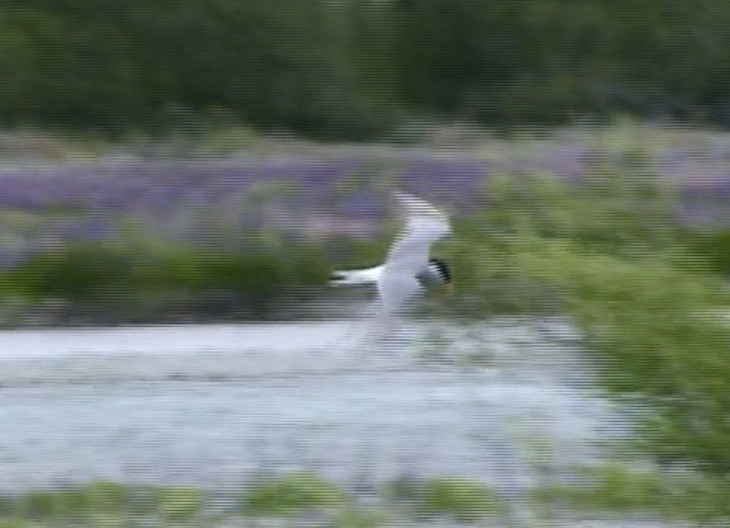 Black-fronted Tern - ML617042524