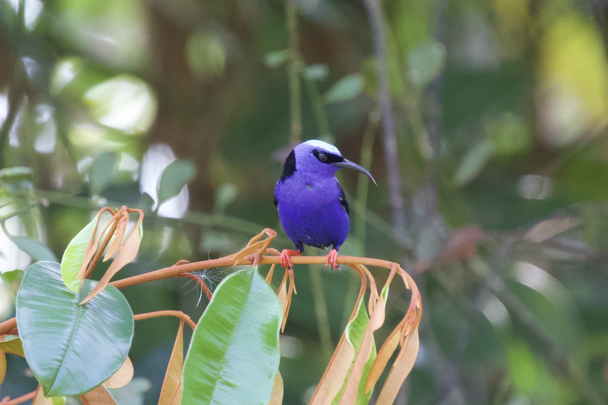 Red-legged Honeycreeper - Krista Oswald