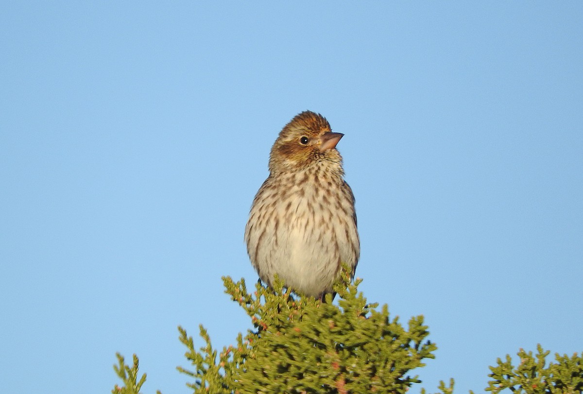 Cassin's Finch - Mary Brown