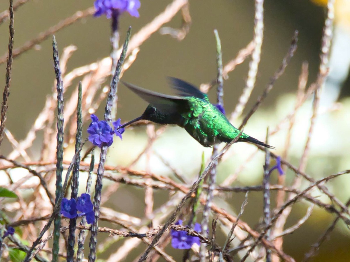 Red-billed Emerald - Eric Carpenter