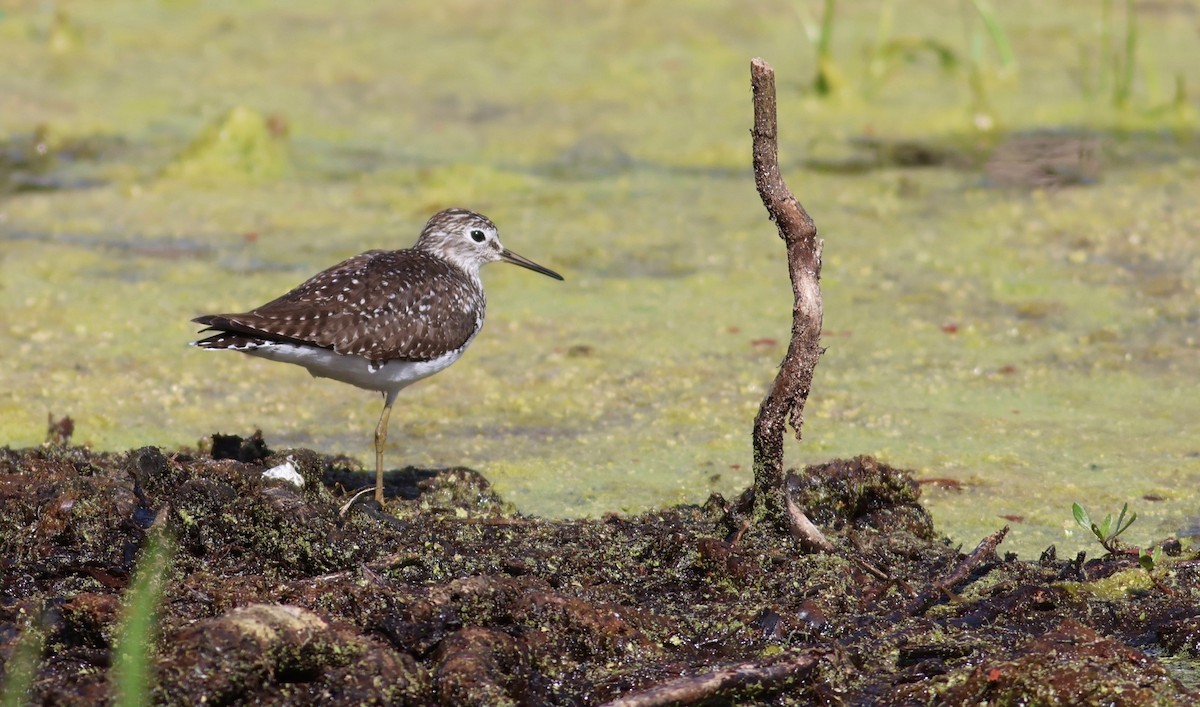 Solitary Sandpiper - ML617042595