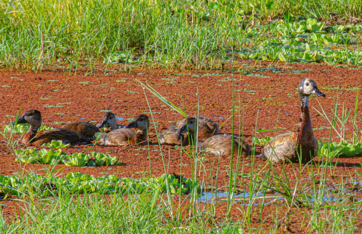 White-faced Whistling-Duck - Elena Kreuzberg