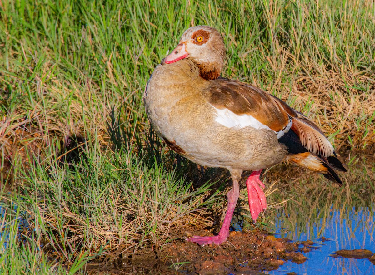 Egyptian Goose - Elena Kreuzberg