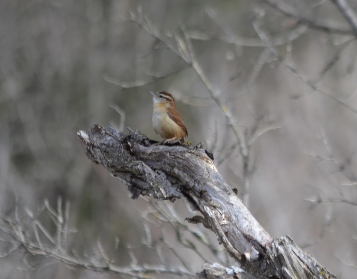 Carolina Wren - ML617042616