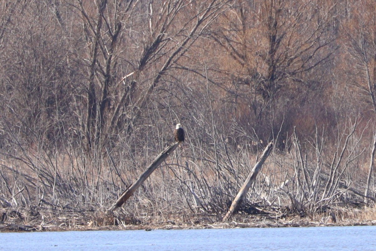 Bald Eagle - ML617042642