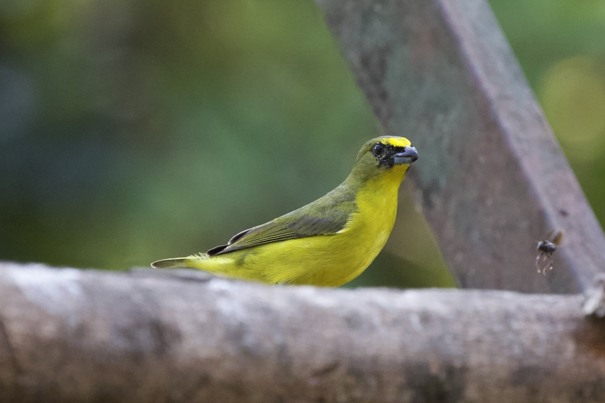 Yellow-crowned Euphonia - Krista Oswald