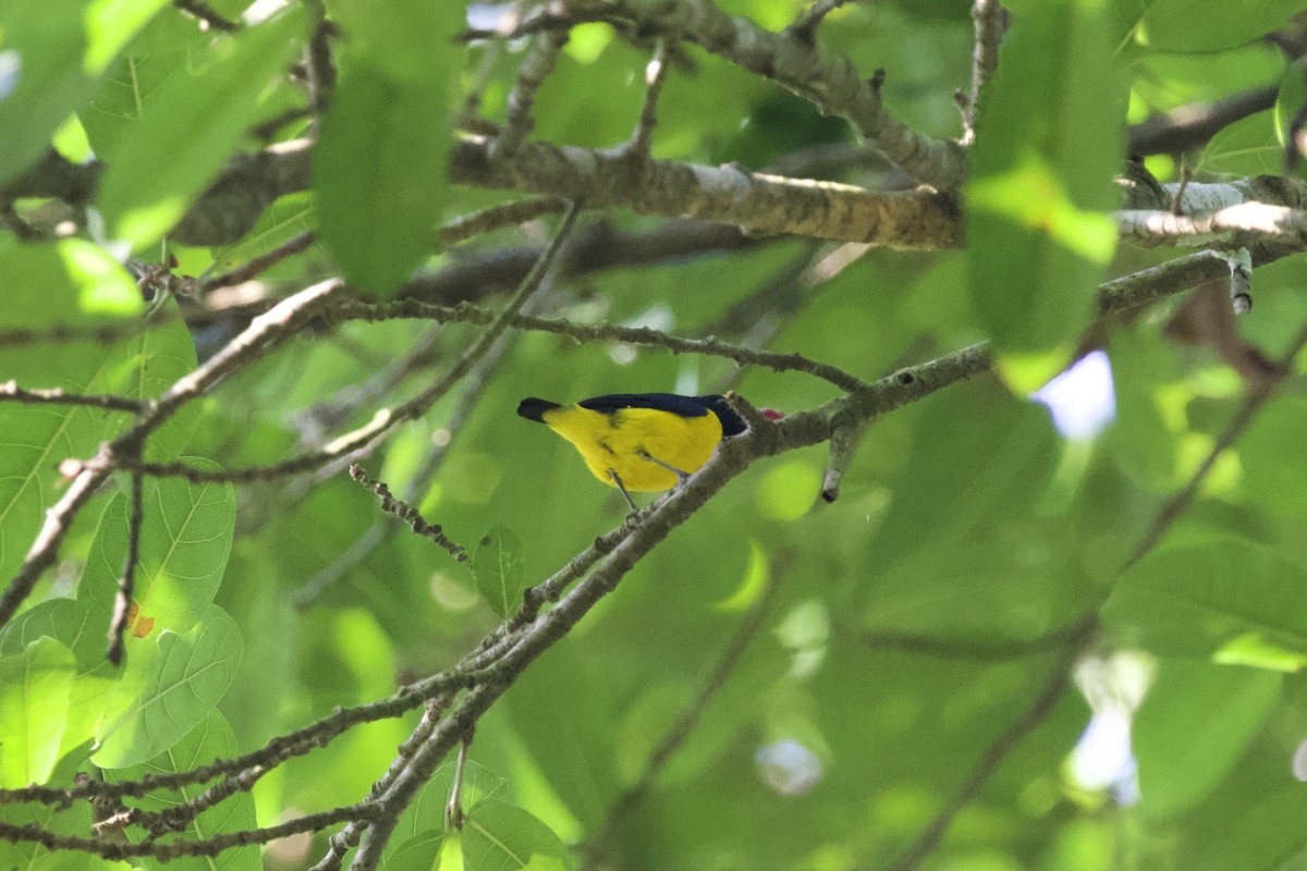 Thick-billed Euphonia - Krista Oswald