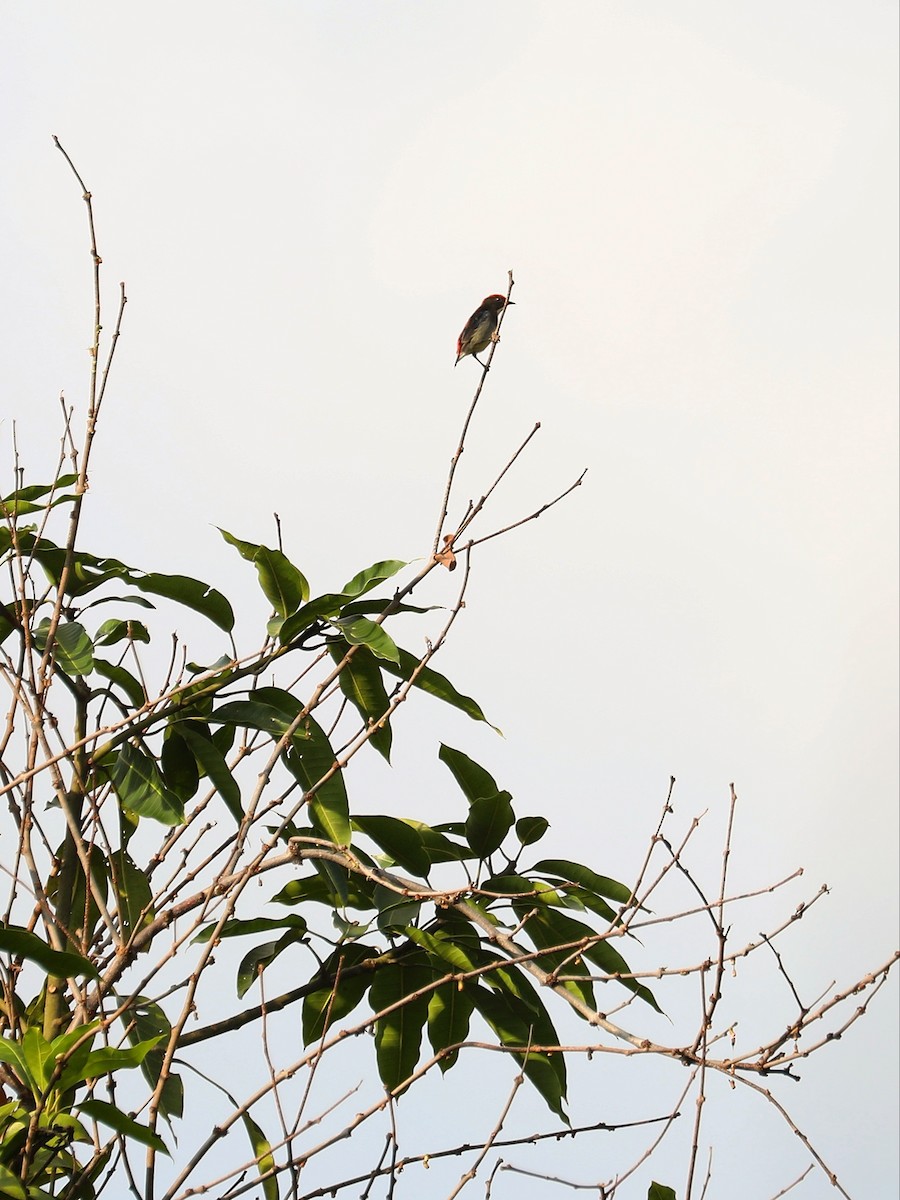 Scarlet-backed Flowerpecker - Matthias Alberti