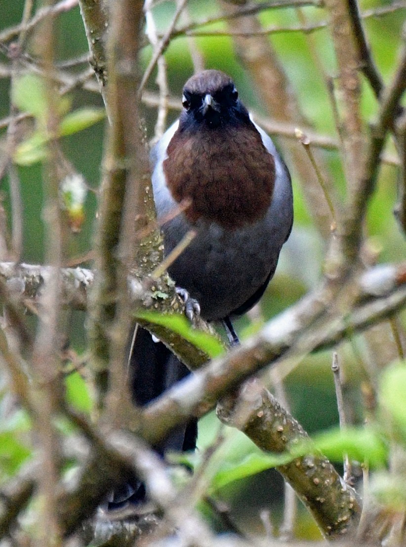 White-necked Laughingthrush - ML617042679