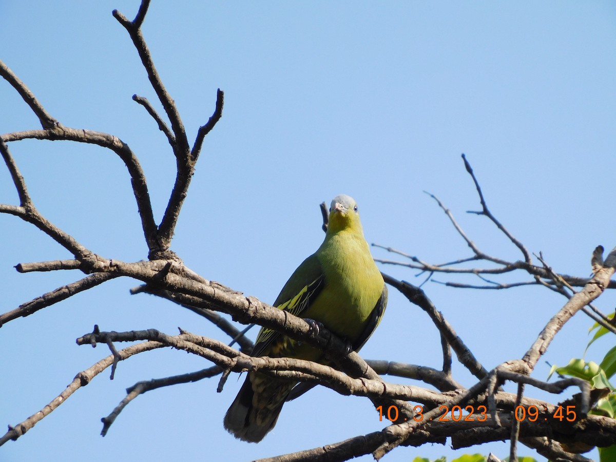 Gray-fronted Green-Pigeon - Sushant Pawar