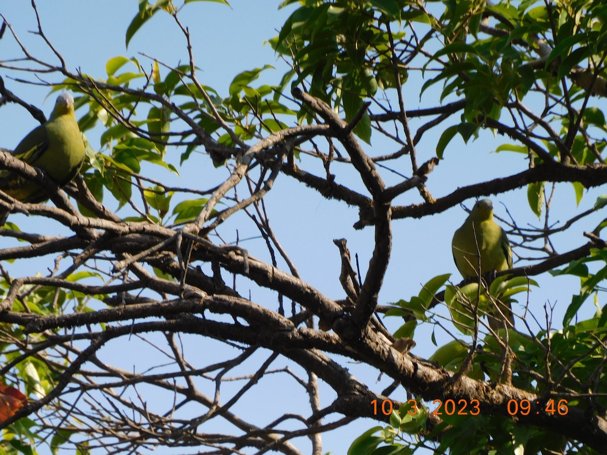 Gray-fronted Green-Pigeon - Sushant Pawar