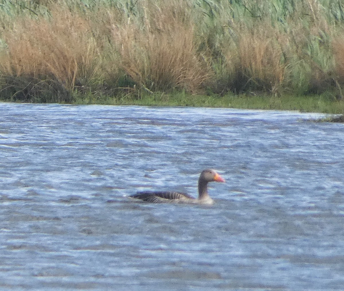 Graylag Goose (European) - Mike Tuer