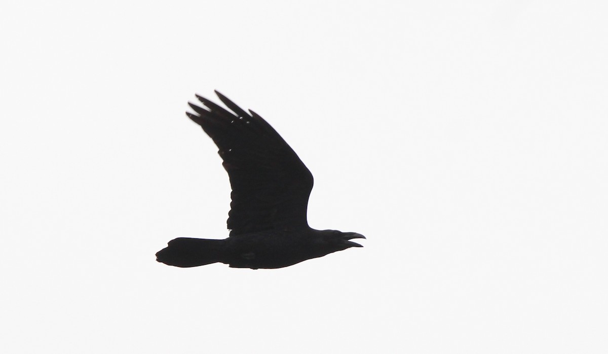 Common Raven - ML617042729