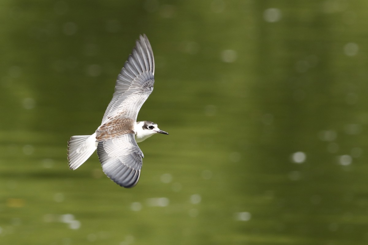 White-winged Tern - ML617042746