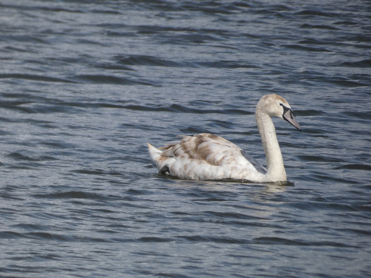 Cygne tuberculé - ML617042767